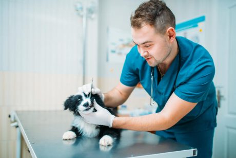 Advanced Diploma in Animal Care Career and Management at QLS Level 3