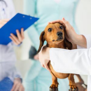 Advanced Diploma in Pet Care Business Start Up Level 3