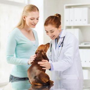 Advanced Diploma in Pet Care Management at QLS Level 3