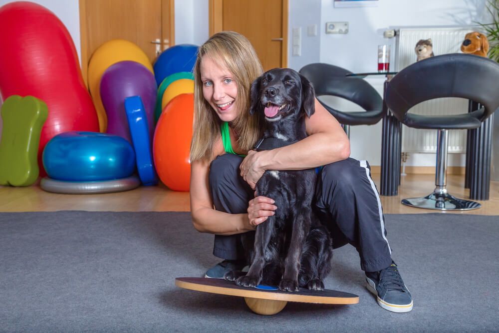 Advanced Diploma in Pet Physical Therapy at QLS Level 3