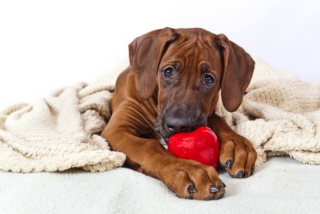 Advanced Diploma in Pet Psychology at QLS Level 3