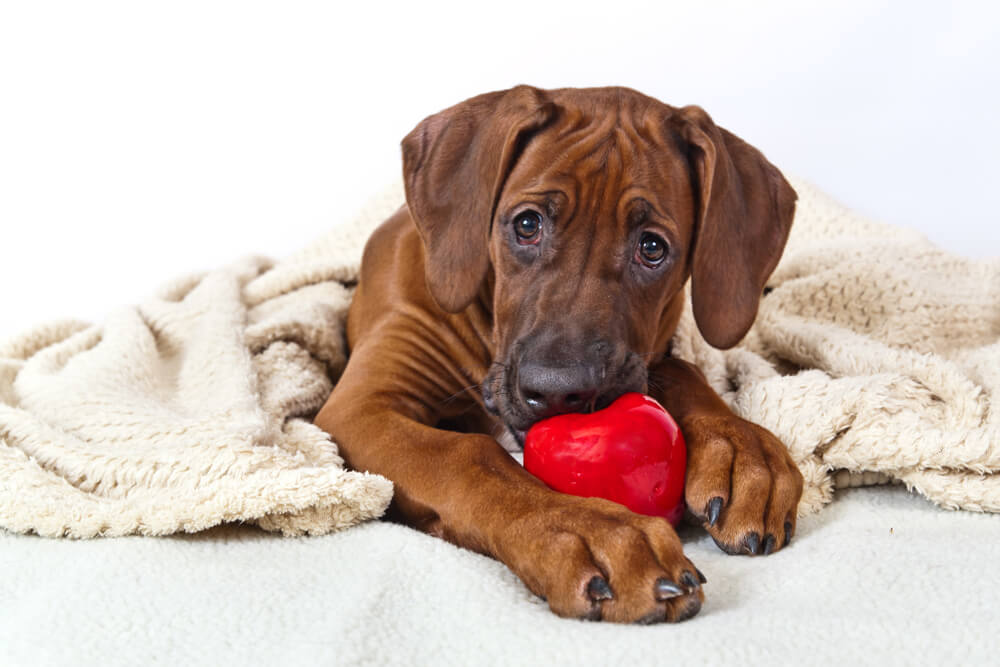 Advanced Diploma in Pet Psychology at QLS Level 3